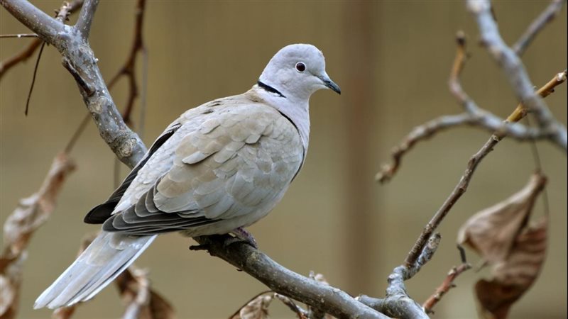 تفسير رؤية اليمامة