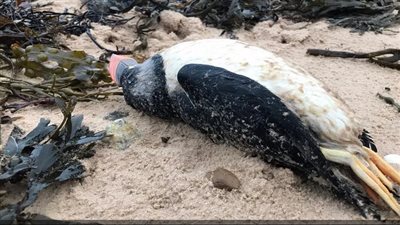 شاهد| مئات الطيور تسقط ميتة من السماء.. والسبب صادم 