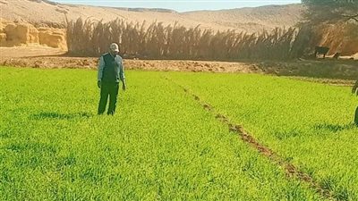تكثيف جولات المرور على زراعات القمح الشتوي بالوادي الجديد