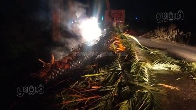 غلق طريق فرعي بسبب حريق نخلة وسقوط أسلاك الكهرباء ببني سويف | صور