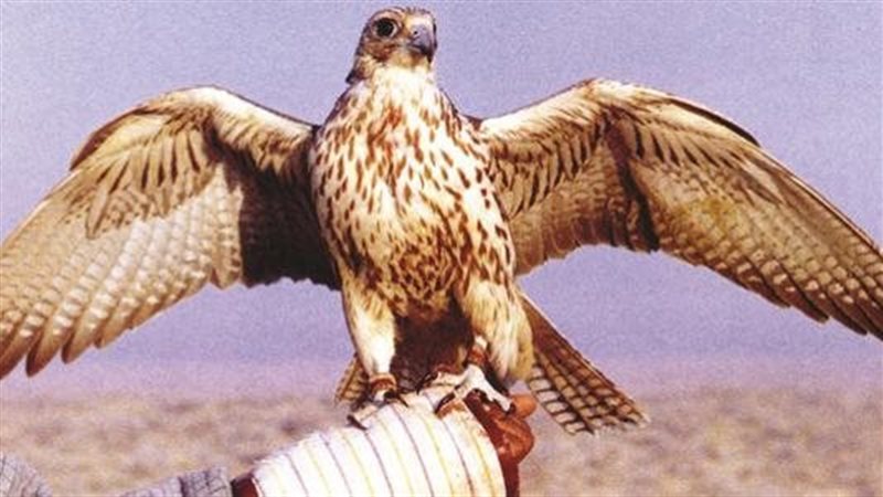 تفسير رؤية الصقر
