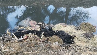 مدير صرف طنطا: تصدير الجلود بأسعار باهظة للصين وراء ظاهرة الحمير المسلوخة