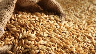 تفسير رؤية الشعير في المنام وعلاقته بالمال والعافية في النفس والجسد