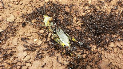 دوامة الموت.. المشهد الأغرب في عالم الحيوان| فيديو