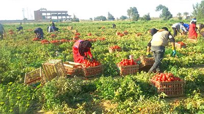 كيف ينظم القانون المدني العلاقة بين المالك والمستأجر في الشأن الزراعي