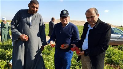 وفد بحثي يتفقد الهجن الجديدة لإنتاج تقاوي الخضر في سوهاج