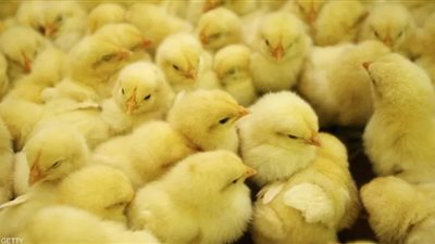  سعر الكتكوت الأبيض اليوم الأحد الموافق 20 فبراير