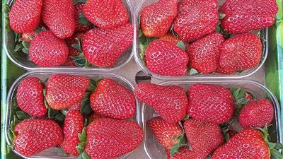 ارتفاع أسعار الشحن الجوي يضرب موسم تصدير الفراولة المصرية
