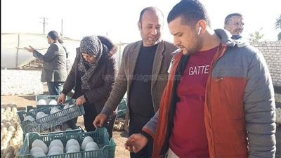 أخبار المنوفية | ضبط شاب اصطدم بـ 3 سيارات.. وحريق يلتهم 4 آلاف كتكوت