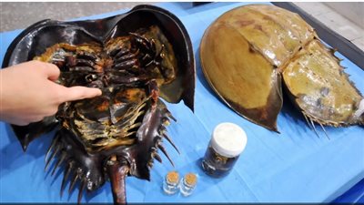 كورونا وسرطان حدوة الحصان.. كيف يهدد الوباء مخلوقا بحريا