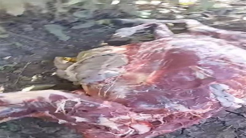 العثورعلى حمير مذبوحة