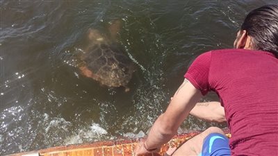 البيئة تعلن ثاني عملية إنقاذ لسلحفاة بحرية مرقمة من اليونان وتطلقها بالبحر المتوسط 