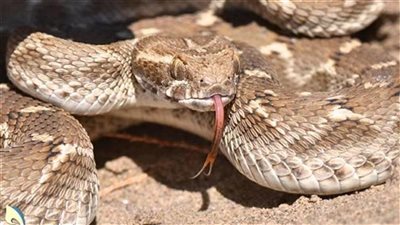 تفسير حلم مطاردة الثعبان في المنام وعلاقته بمواجهة الصعوبات 