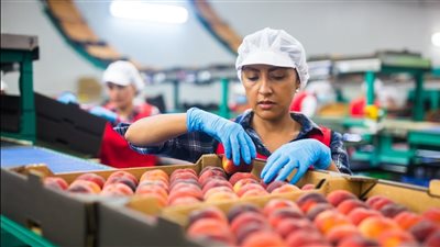 أهم 10 منتجات غذائية تصدرها مصر إلى السوق الأمريكي (إنفوجراف)