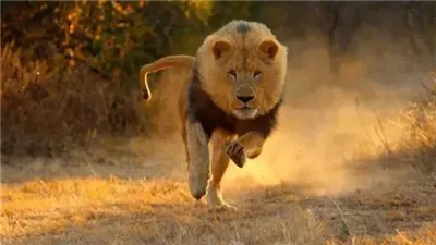 تفسير رؤية الهروب من الأسد فى المنام وعلاقتها بالتغلب على الأعداء 