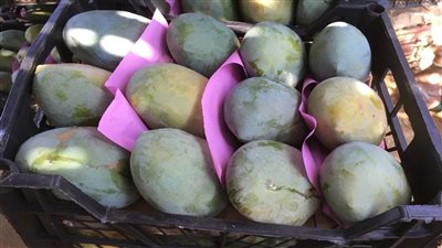  شعبة الخضراوات: أسعار المانجو في متناول الجميع وهذه خريطة الموسم