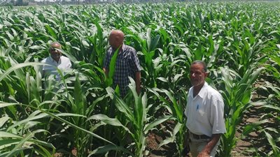 زراعة أسيوط تفحص المحاصيل للاطمئنان على حالتها وخلوها من الإصابات