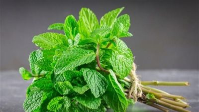فوائد النعناع، يقاوم الفيروسات ويقوي المناعة ويحسن الهضم 