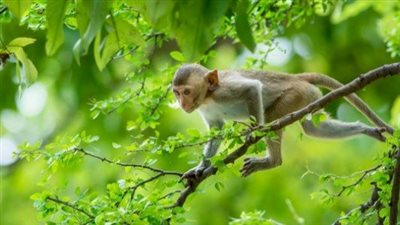 تفسير رؤية القرد في المنام وعلاقتها بالمرض والإفلاس 