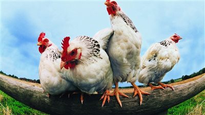  انخفاض أسعار الفراخ اليوم الأربعاء 25 يونيو 2025