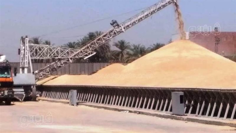 توريد القمح