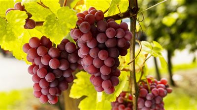 9 تتعلق بالصحة و3 بالجمال، 12 فائدة لتناول العنب يوميا