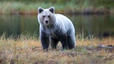 تفسير رؤية الدب في المنام وعلاقتها بالوصول إلى مكانة مرموقة 