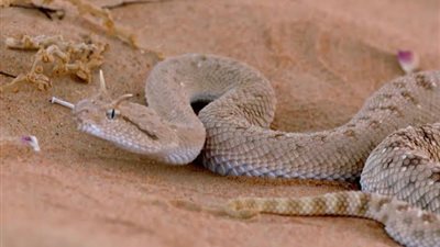 العقارب والطريشة القاتلة تلدغ 4 أشخاص بمزارع في الوادي الجديد 