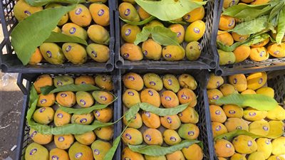  أسعار المانجو في سوق الجملة بـ 6 أكتوبر، تبدأ من 20 جنيها لهذا النوع (فيديو وصور) 