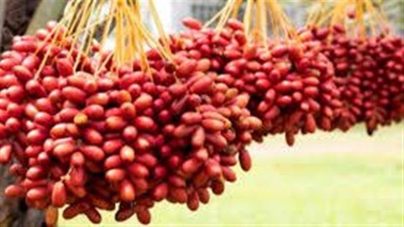 تفسير حلم البلح في