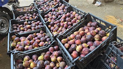 تعرف على أسعار الفاكهة اليوم الأربعاء في سوق الجملة بـ6 أكتوبر (فيديو وصور)