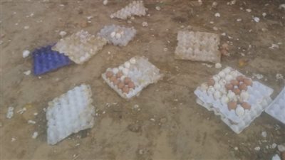 انتظام حركة المرور بالطريق الغربي بعد إزالة آثار انقلاب سيارة محملة ببيض