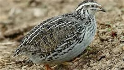  تفسير رؤية السمان في المنام وعلاقتها بالخير والرزق القريب 