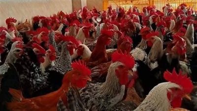 أسعار الدواجن اليوم الخميس 26-6-2025 في محافظة الفيوم