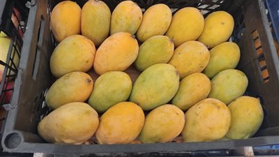 في متناول الجميع، أسعار المانجو اليوم الخميس 26 يونيو 2025