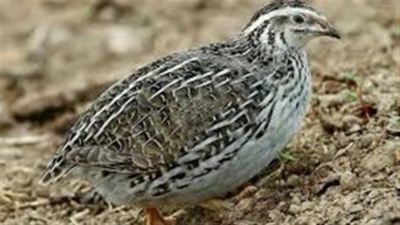 تفسير رؤية السمان
