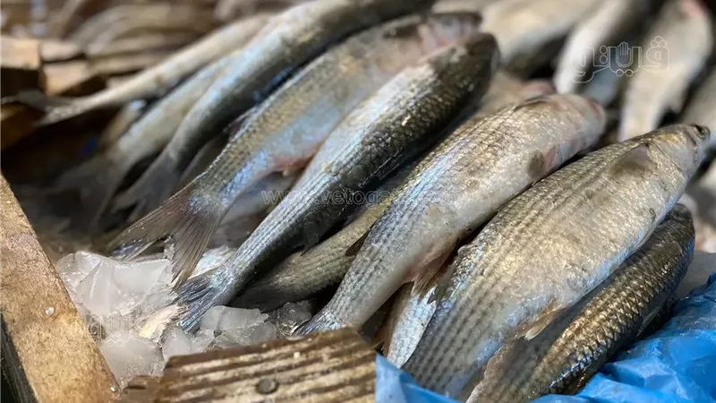 سعر السمك اليوم،