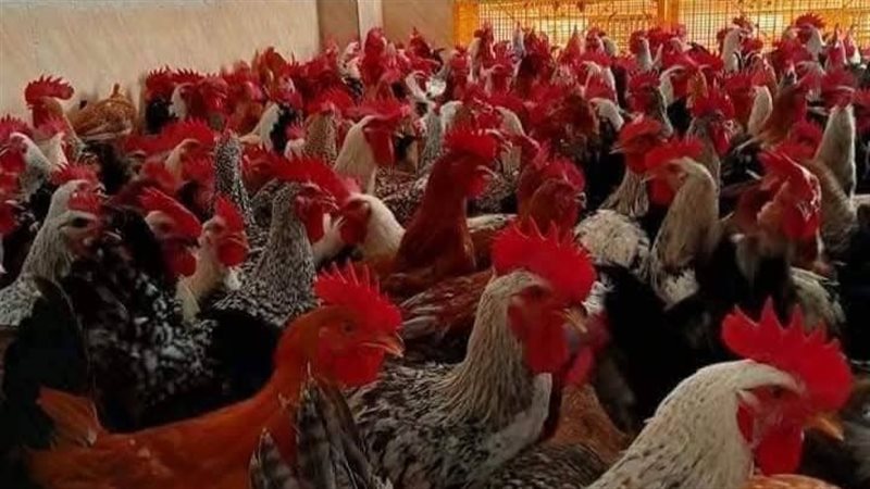 دواجن، فيتو 