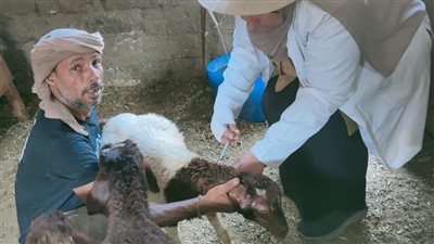 محافظ الدقهلية: تحصين وعلاج أكثر من 138 ألف رأس ماشية وأغنام وطيور