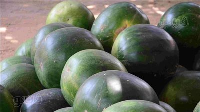 البطيخ بـ40 جنيهًا والكنتالوب بنصف السعر، أسعار الفاكهة في سوق الساحل (صور)