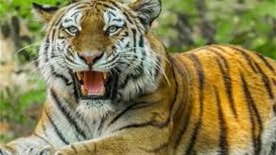 دعوى قضائية بوقف استخدام الحيوانات المفترسة في عروض السيرك 