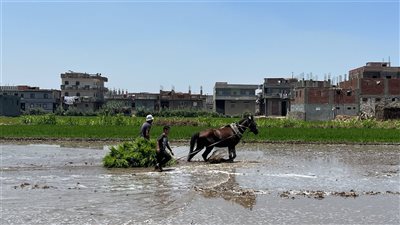 بداية لموسم زراعته، تلويح الأرض وتجهيزها لزراعة شتلات الأرز بالبحيرة (صور)