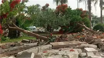 أهالي شارع الشاطوري بالدقي يستغيثون لوقف مذبحة الأشجار الأثرية 