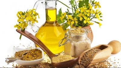 فوائد زيت الحلبة، يعالج النحافة والإمساك ويقوى المناعة