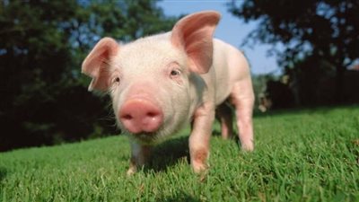 تفسير حلم الخنزير في المنام وعلاقته بالمرور بضائقة مالية 