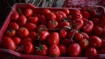 القفص بـ90 جنيها، انخفاض أسعار الطماطم في سوق الساحل (فيديو وصور)