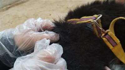 علاج 54 حالة بالعيادة البيطرية بالإسماعيلية وتكثيف الرقابة على الصيدليات (صور) 