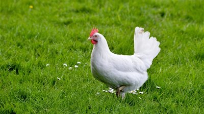 أسعار الفراخ اليوم الإثنين 30 يونيو 2025