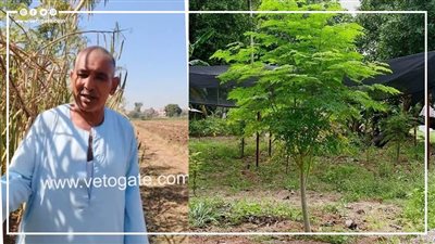 حلم بدأ بـ10 شجرات، مزارع قنائي يصل إلى العالمية بزراعة المورينجا ومنتجه مطلوب في ألمانيا (فيديو)