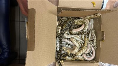 منهم 4 كوبرا، ضبط راكب أجنبي حاول تهريب حقيبة عقارب وثعابين سامة بمطار القاهرة (صور)